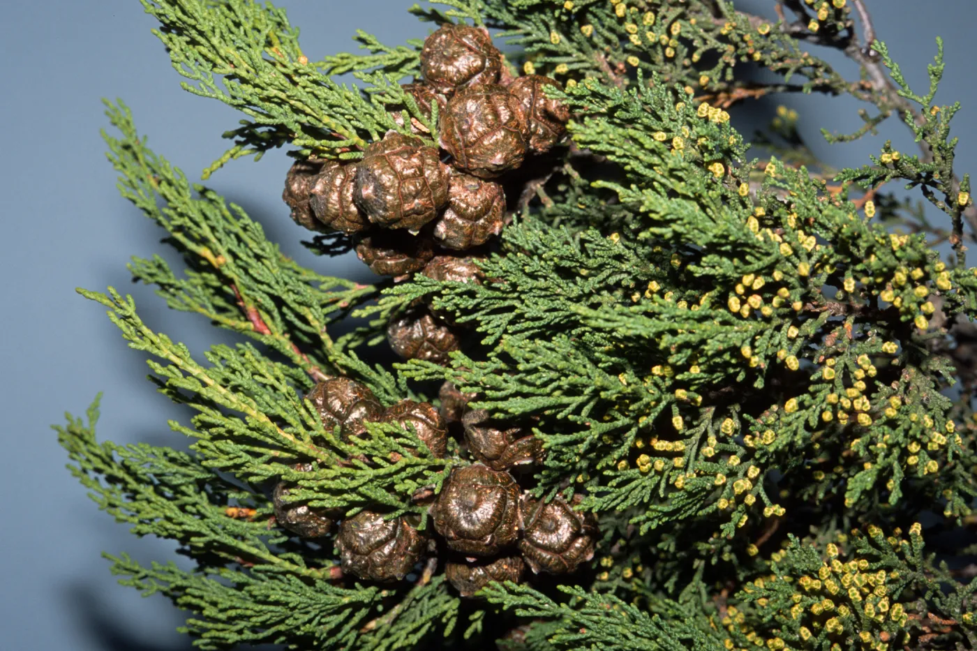 Cupressus guadalupensis var. forbesii