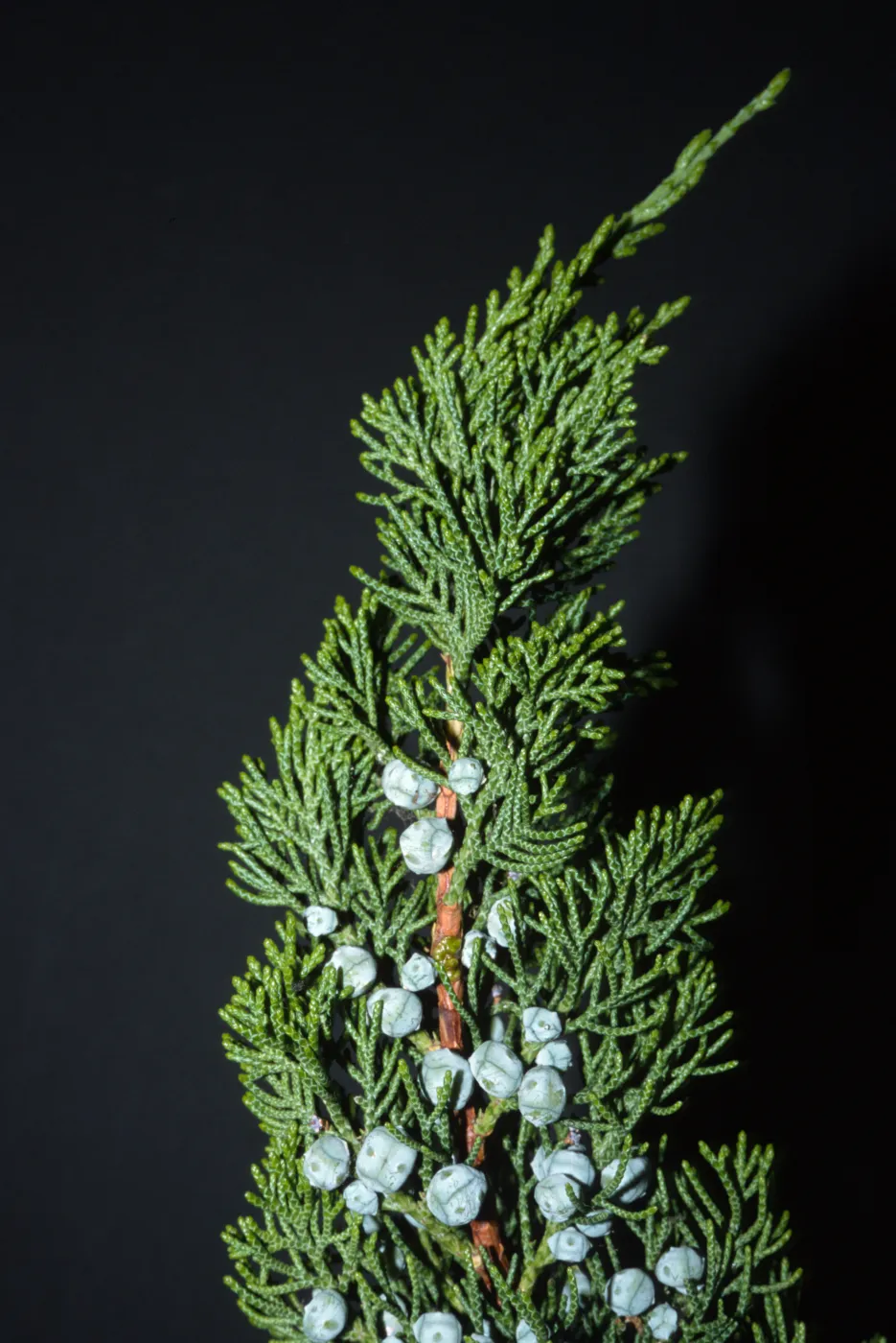 Juniperus chinensis