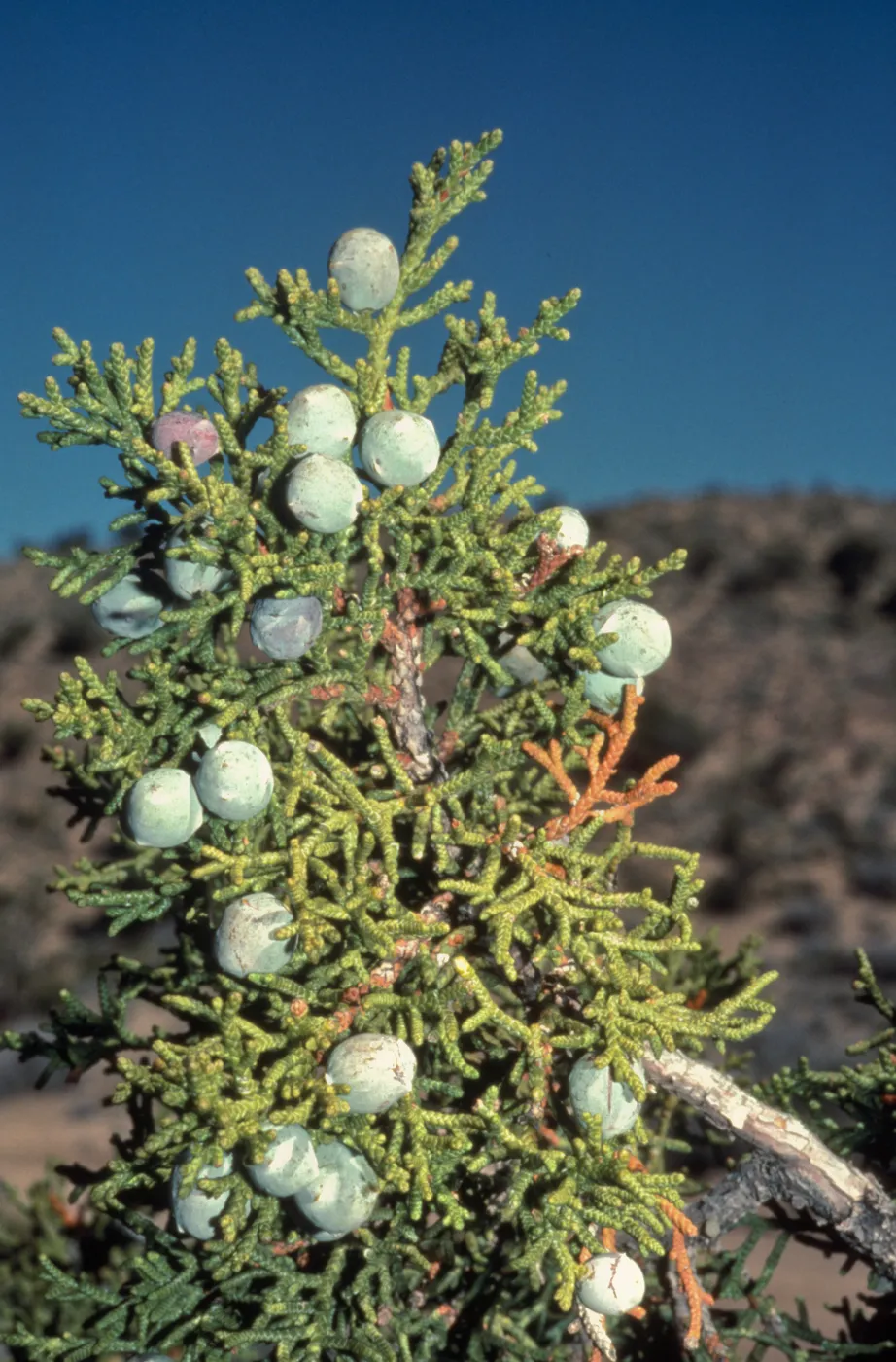 Trees of Santa Barbara 2005