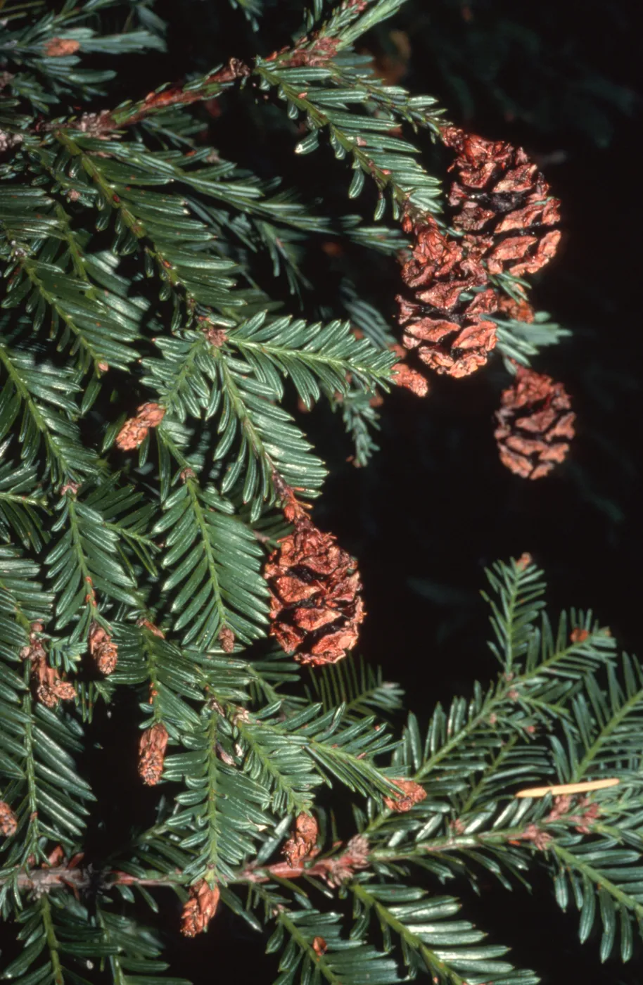 Sequoia sempervirens (Coast Redwood)