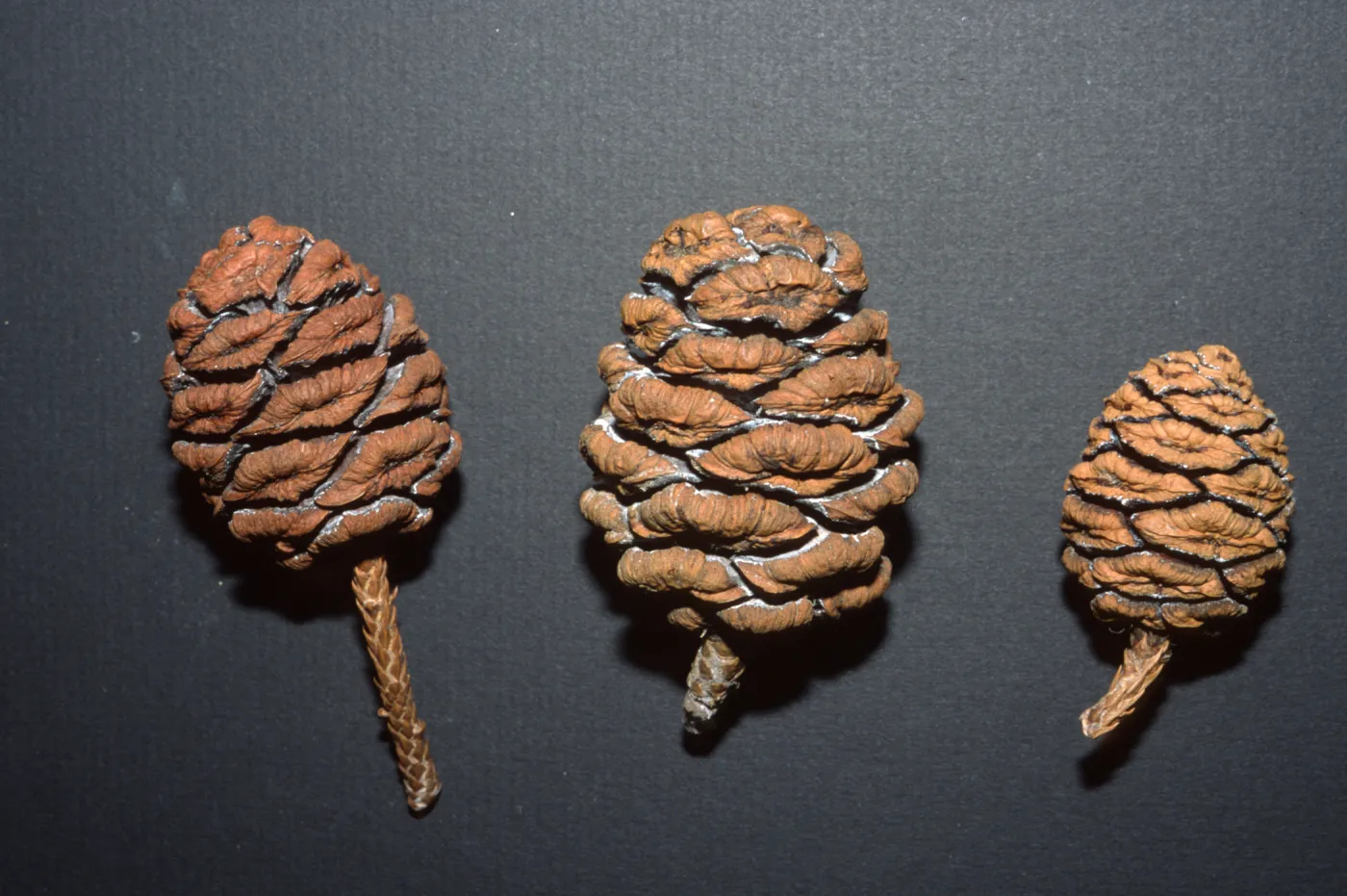 Sequoiadendron giganteum