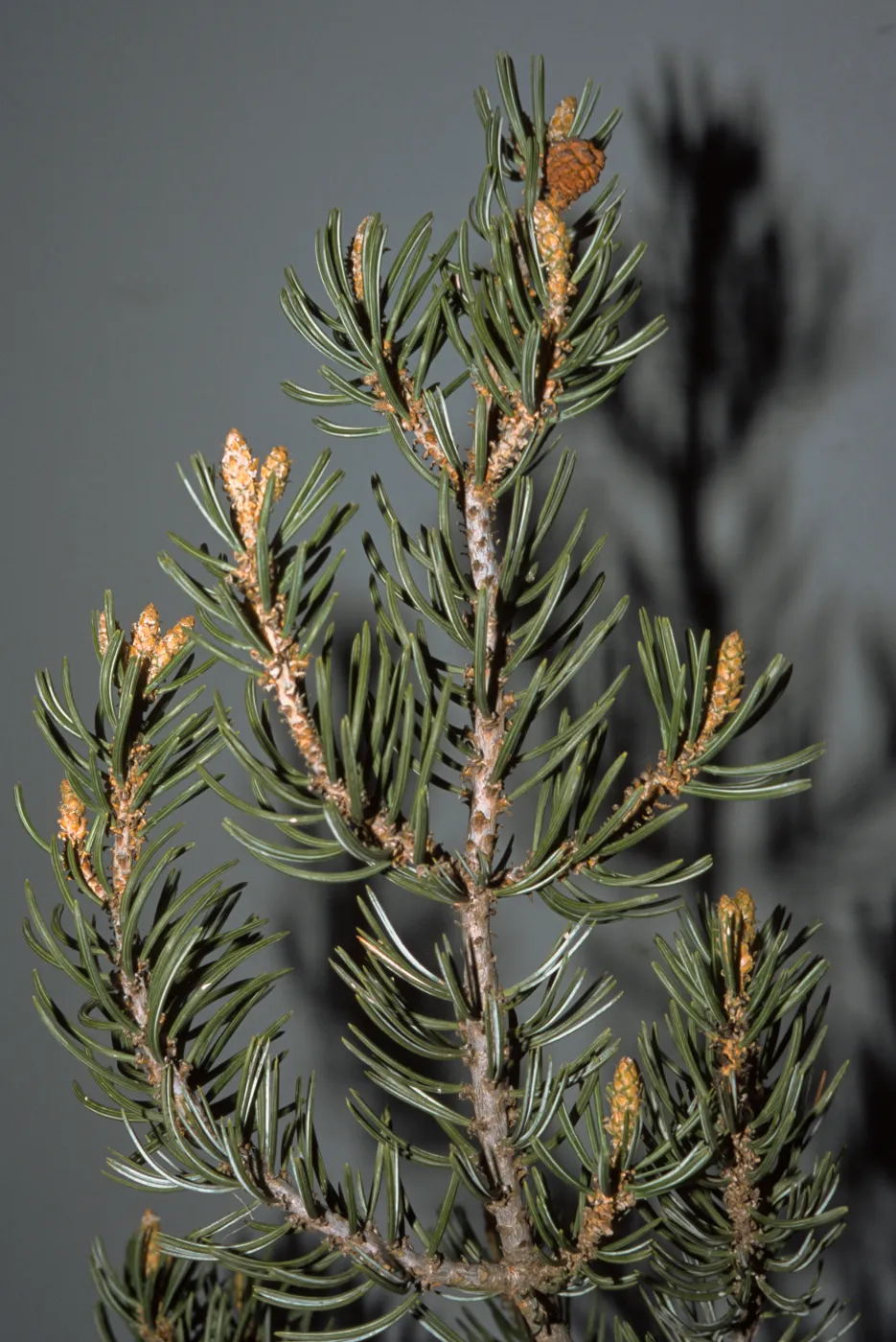 Pinus edulis, SBBG