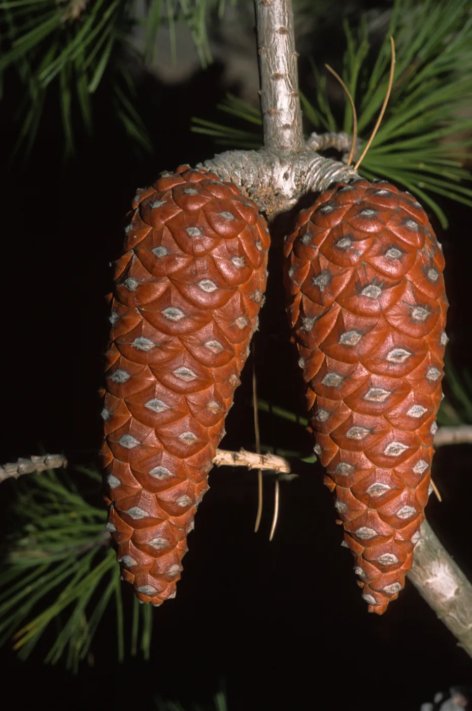 Pinus halepensis