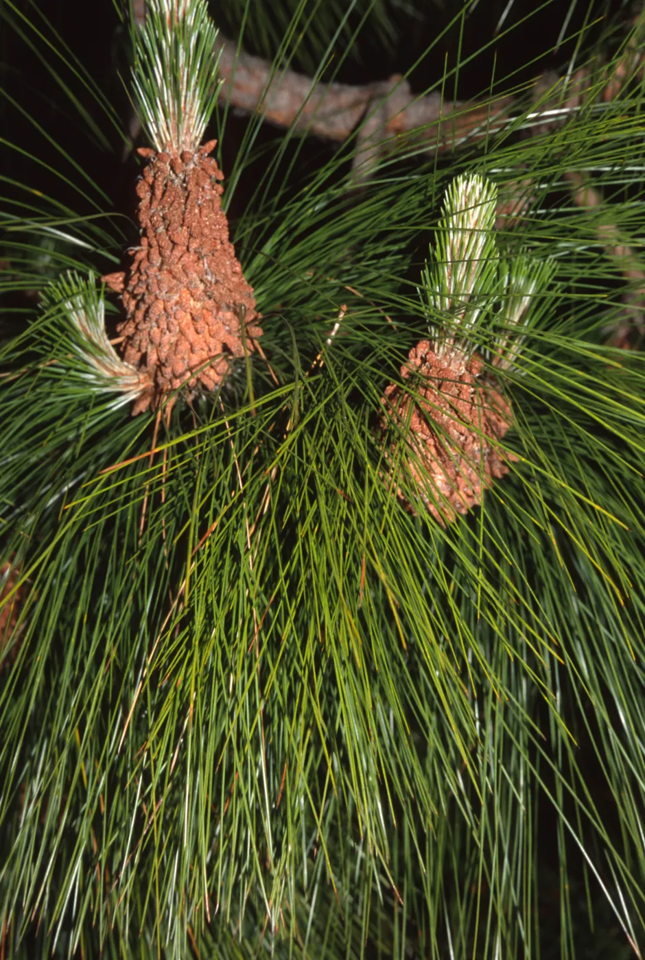 Pinus roxburghii