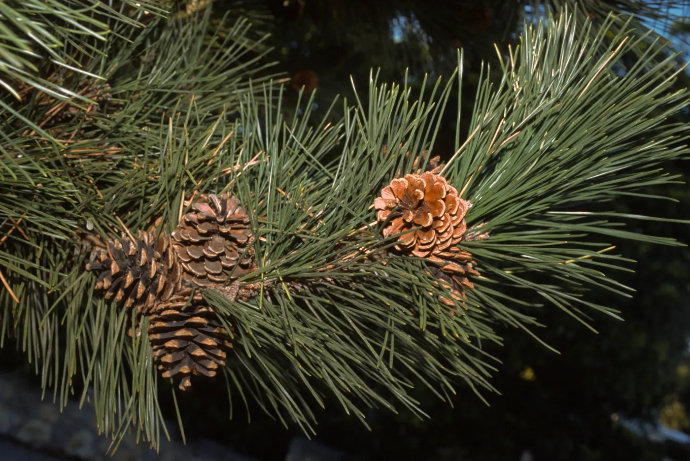 Pinus thunbergii