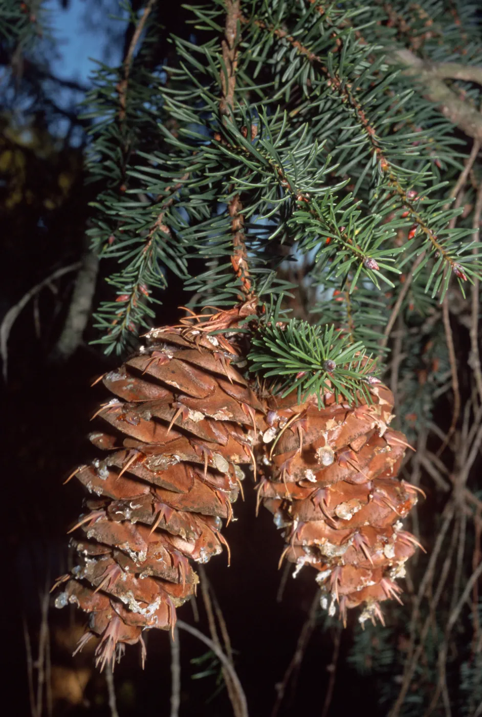 Pseudotsuga macrocarpa