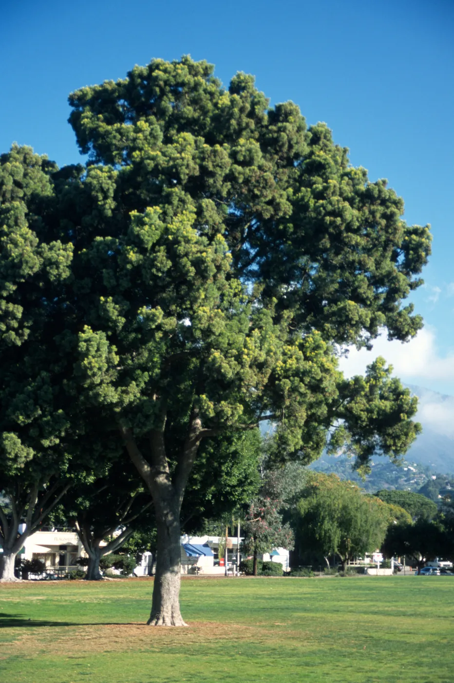 Afrocarpus gracilior, Mackenzie Park