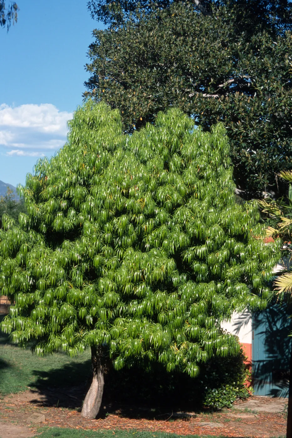 Podocarpus henkelii