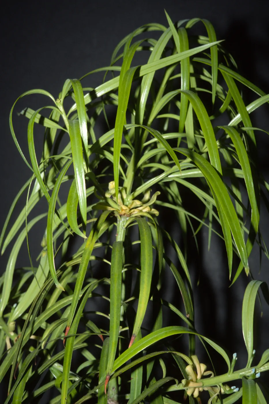 Podocarpus henkelii