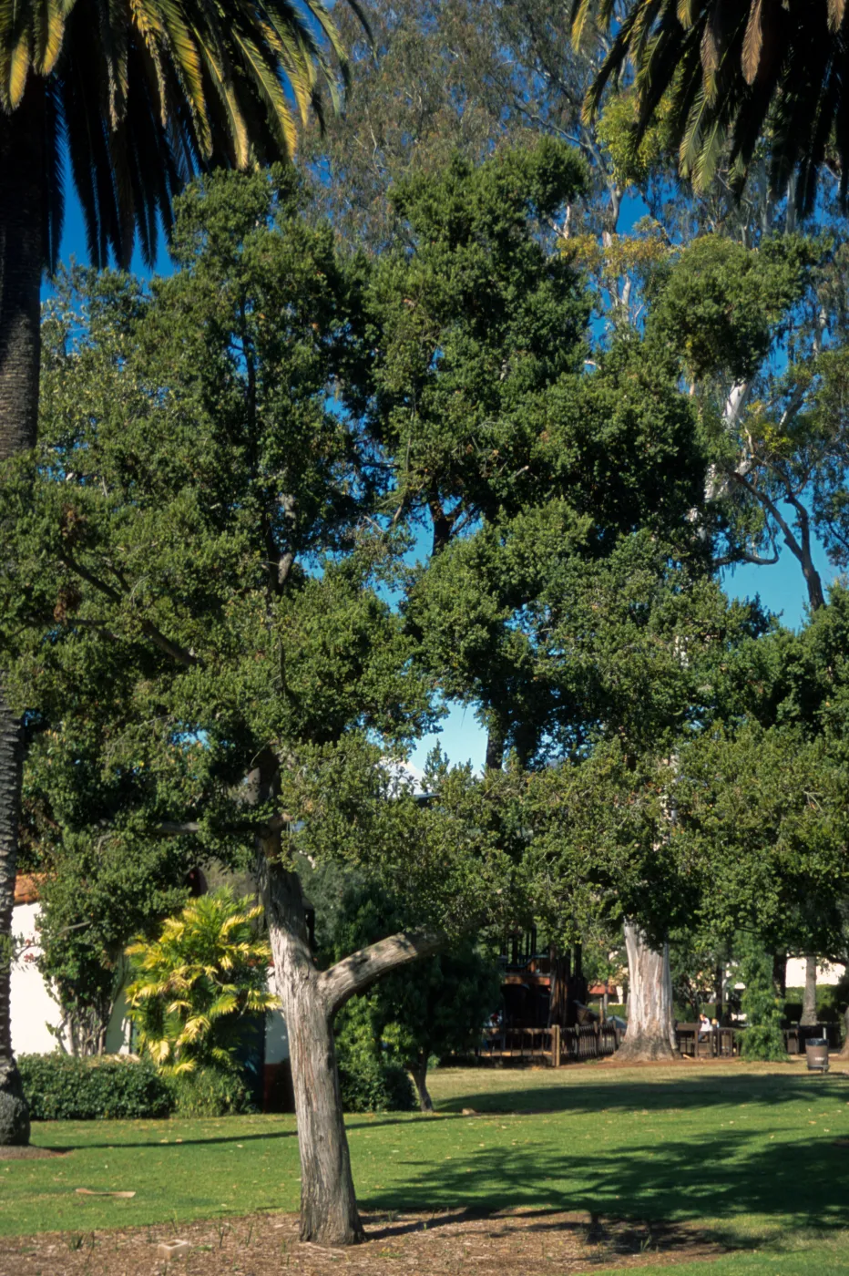 Podocarpus totara