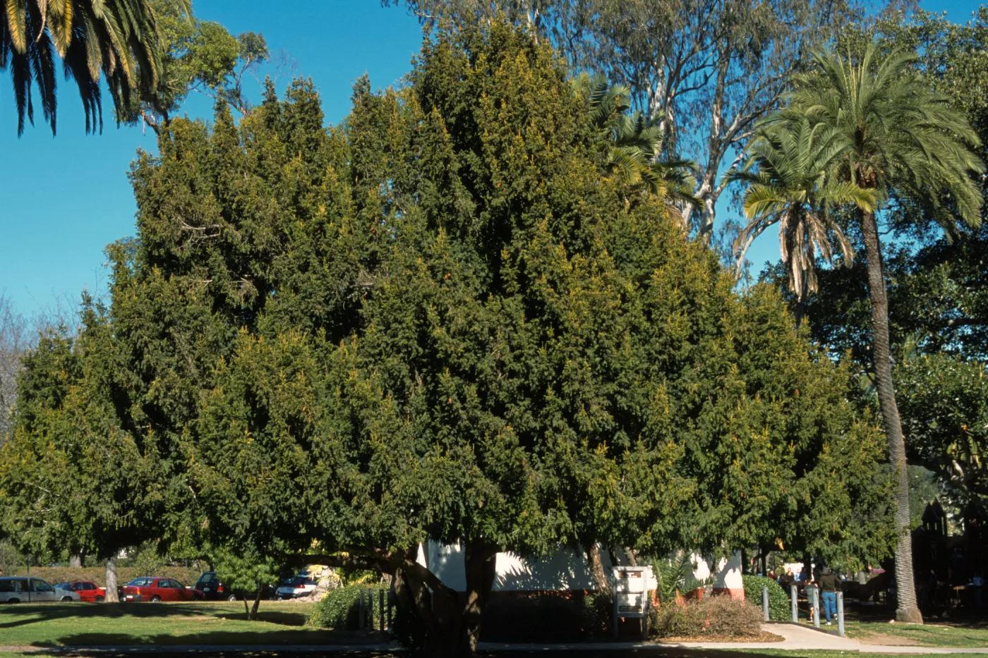 Taxus baccata