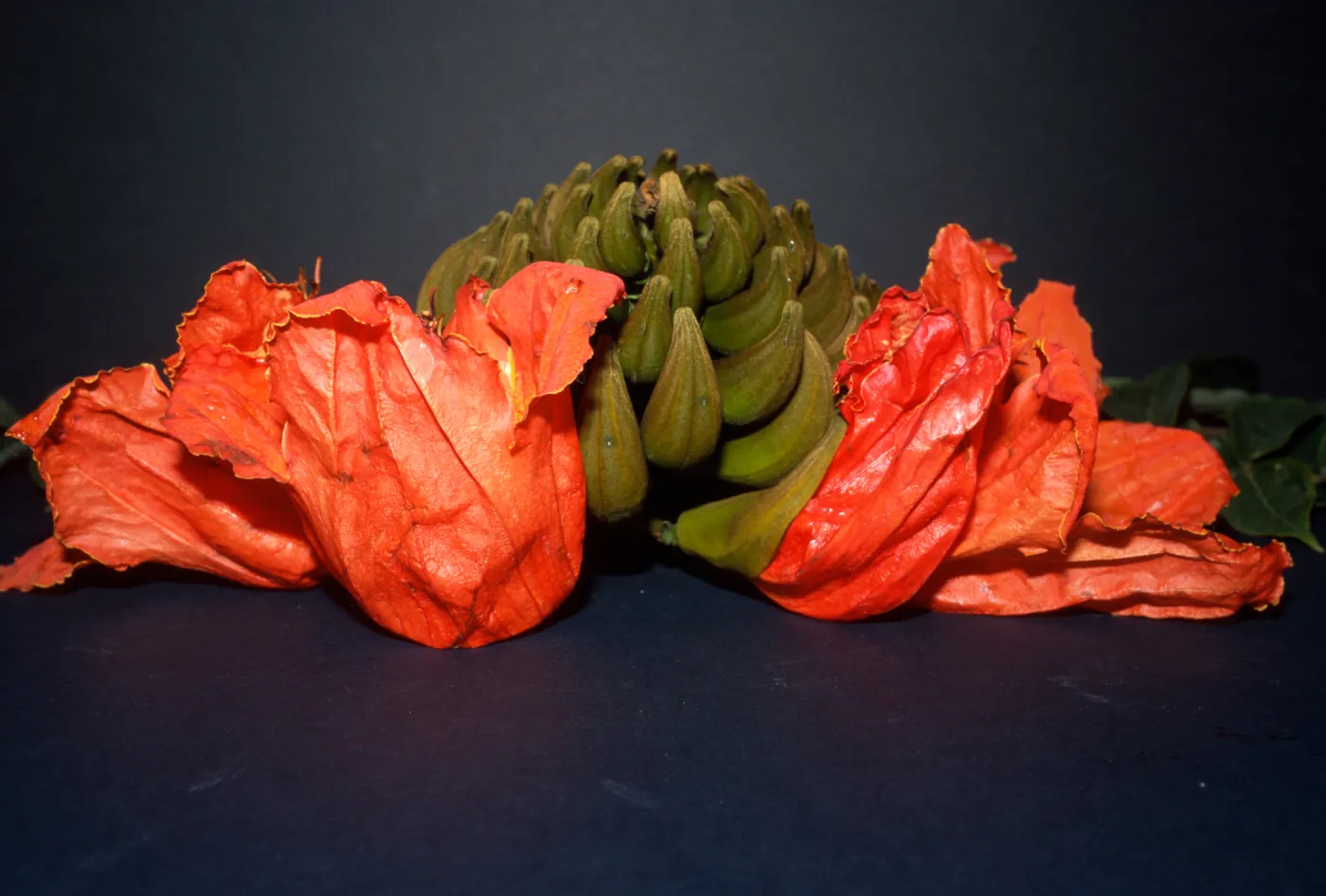 Spathodea campanulata