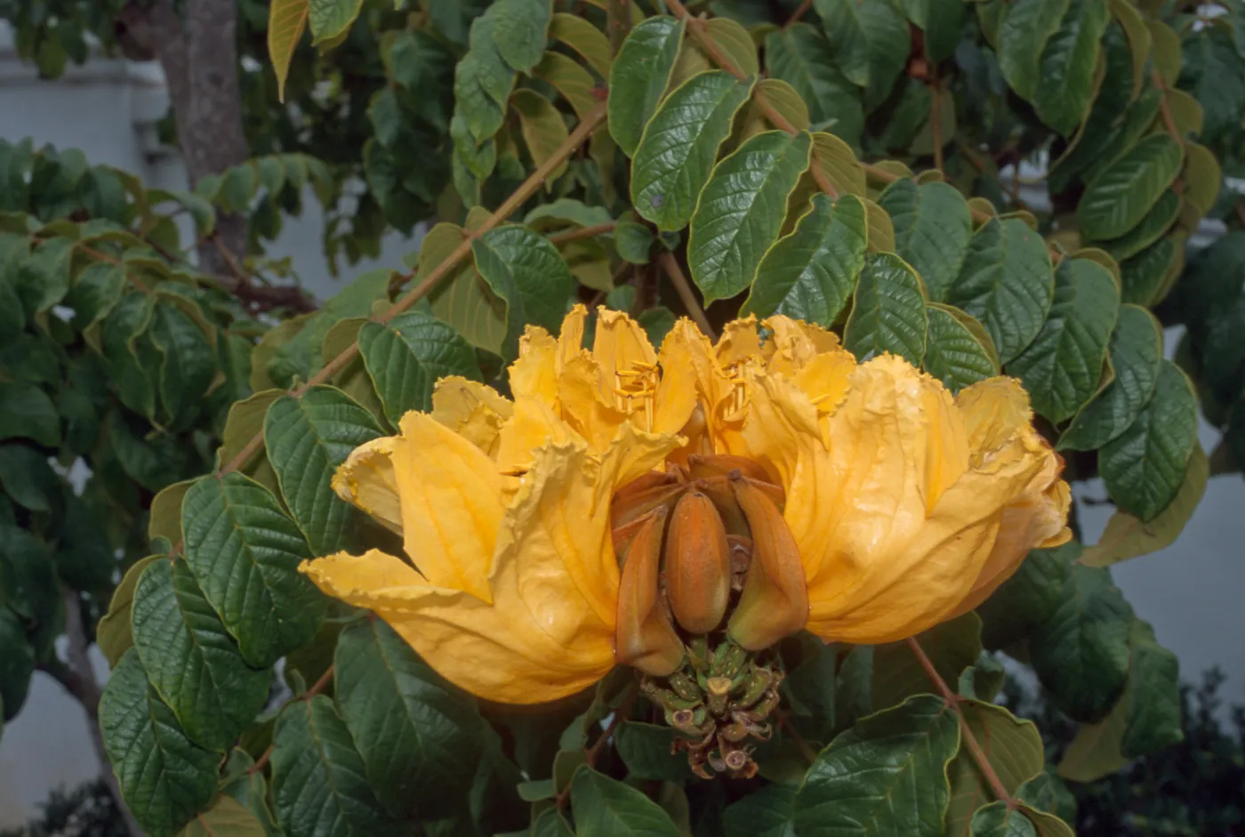 Trees of Santa Barbara 2005