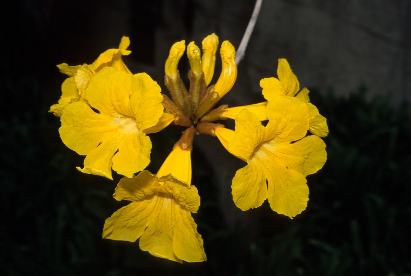 Tabebuia chrysotricha