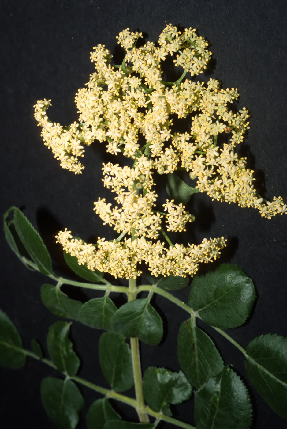 Sambucus mexicana