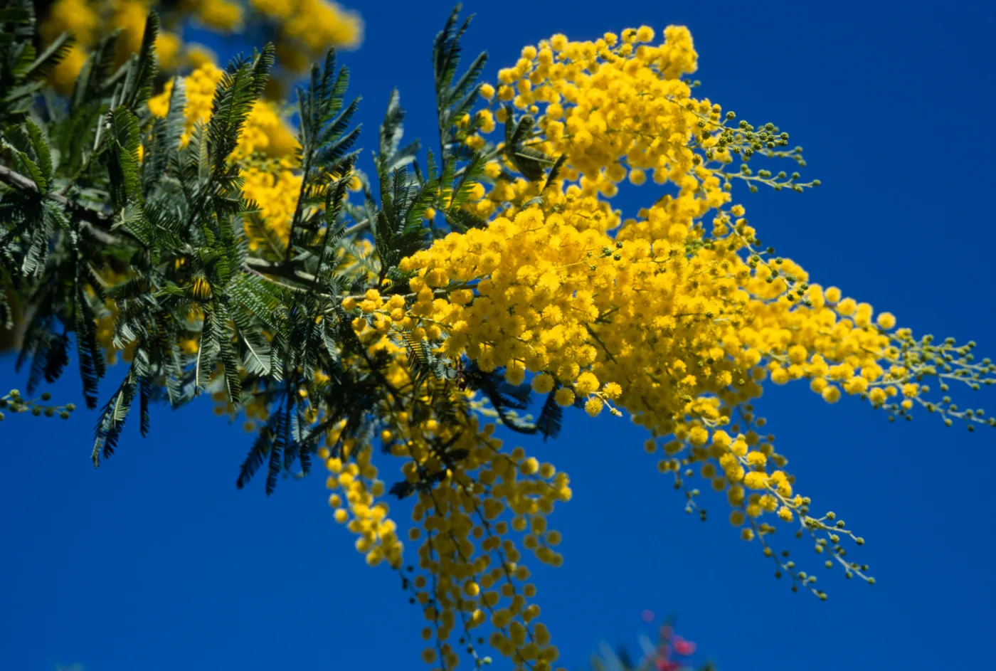 Acacia decurrens