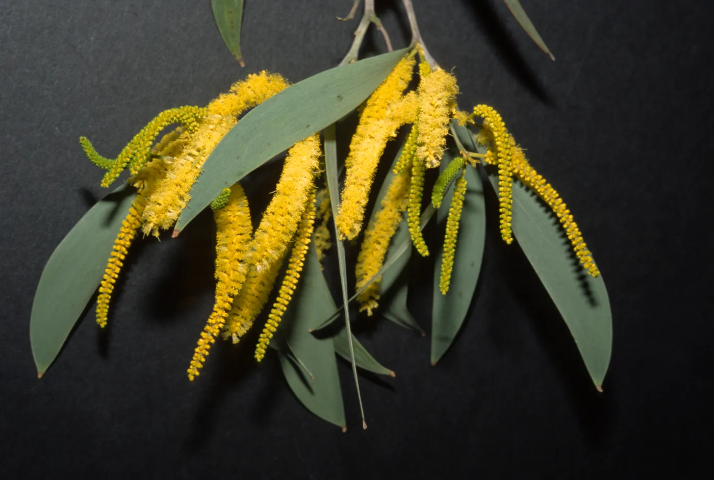 Acacia binervia