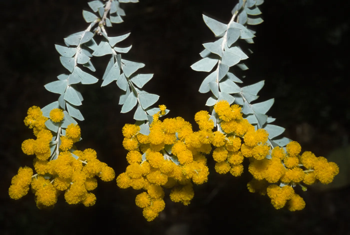Acacia cultriformis