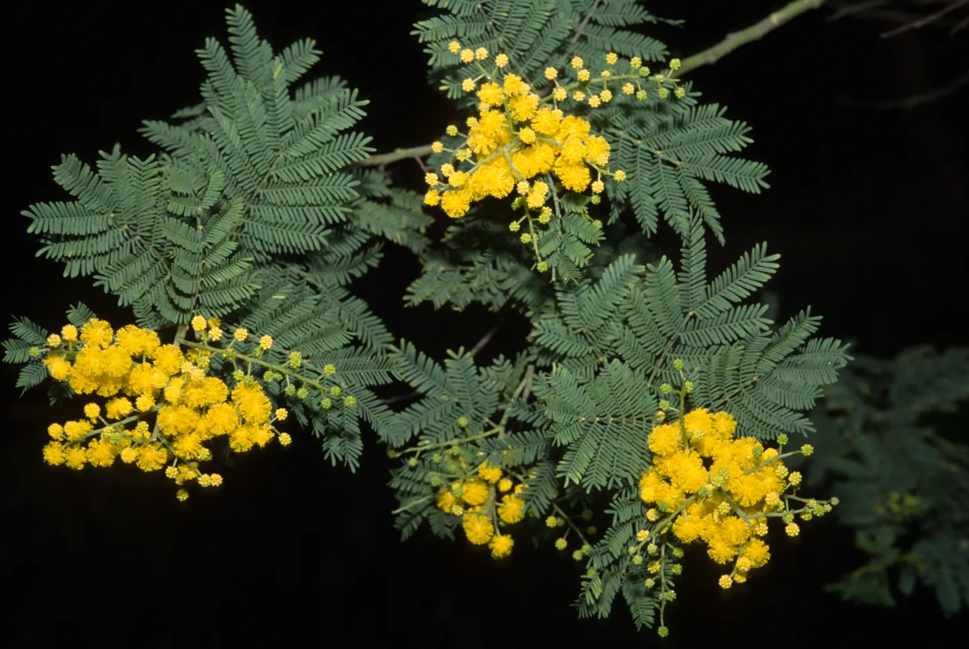 Acacia decurrens