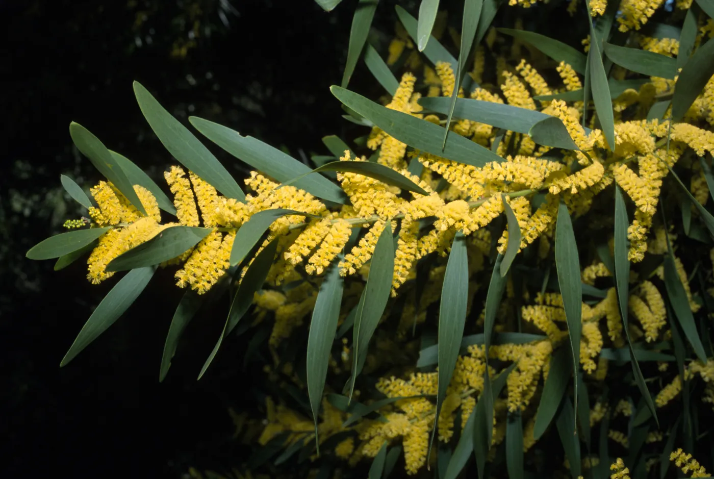 Acacia longifolia