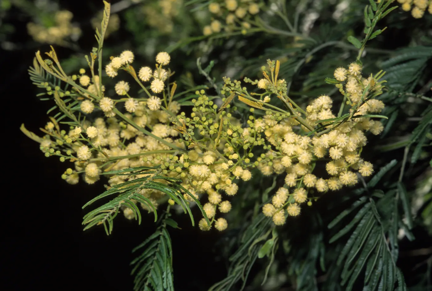 acacia mearnsii