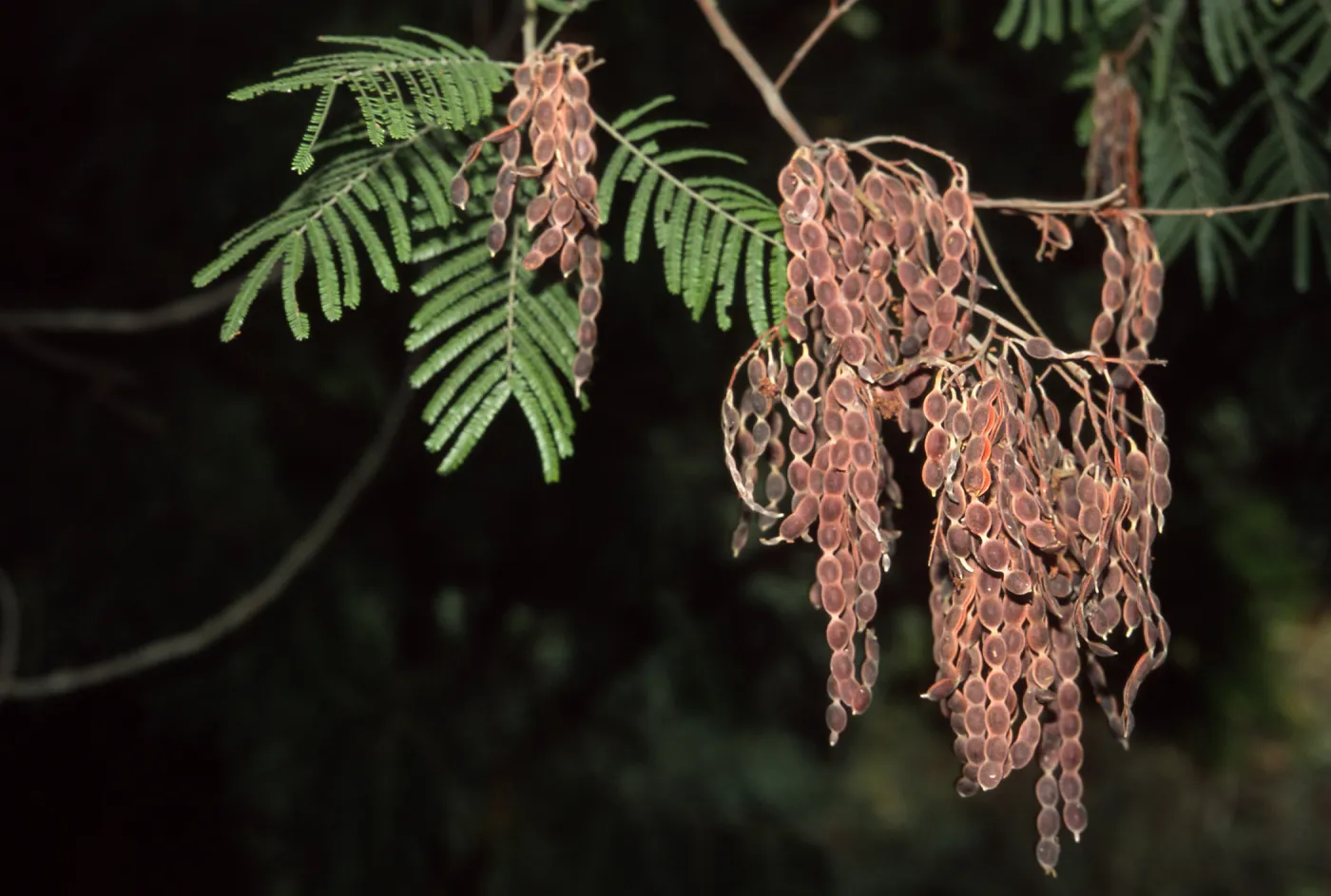 Acacia mearnsii