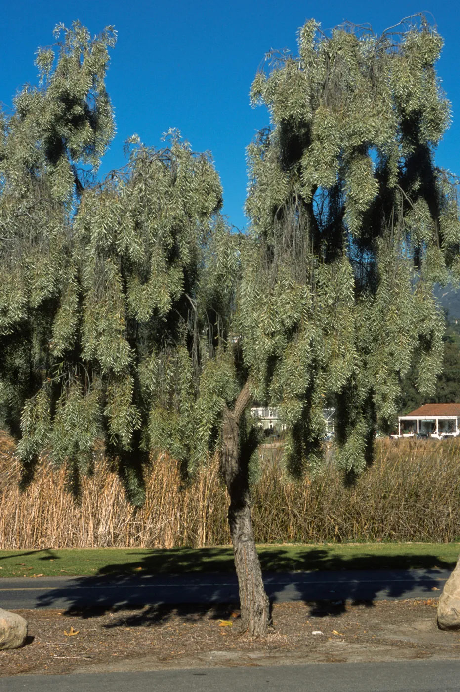 Acacia pendula