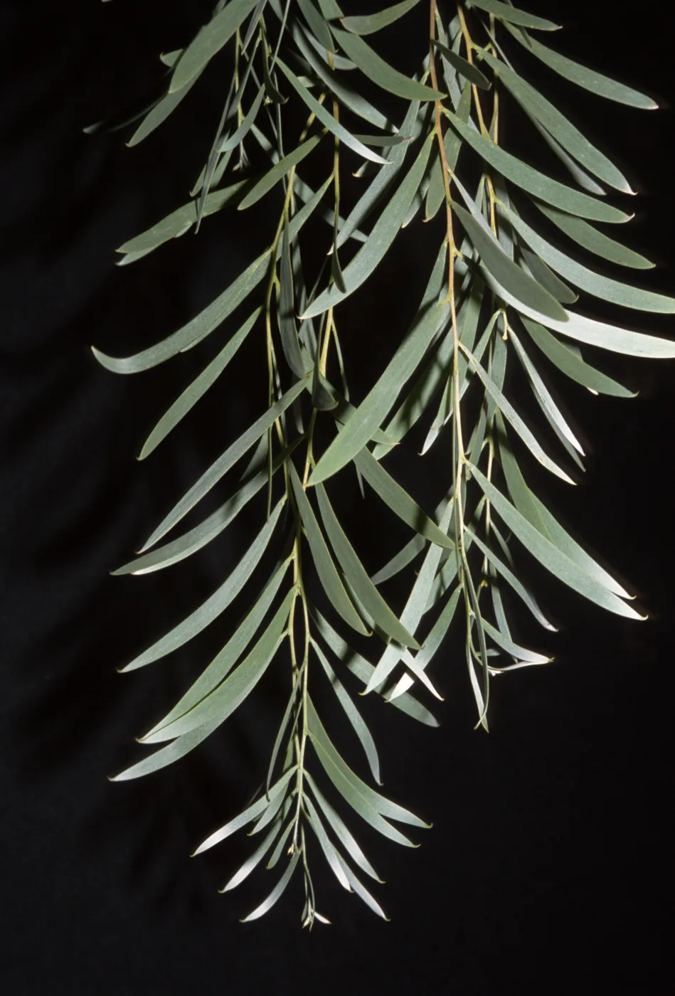 Acacia pendula