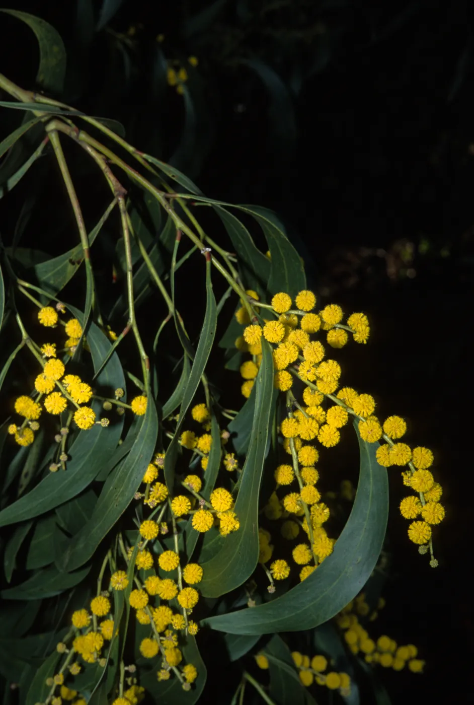 Acacia pycnantha