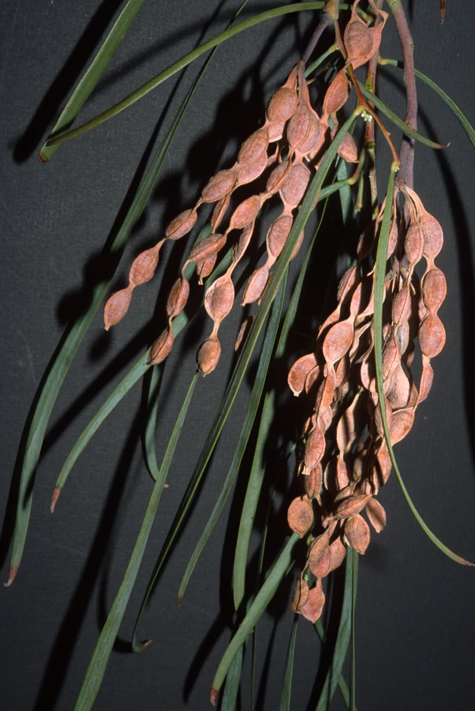 Acacia stenophylla