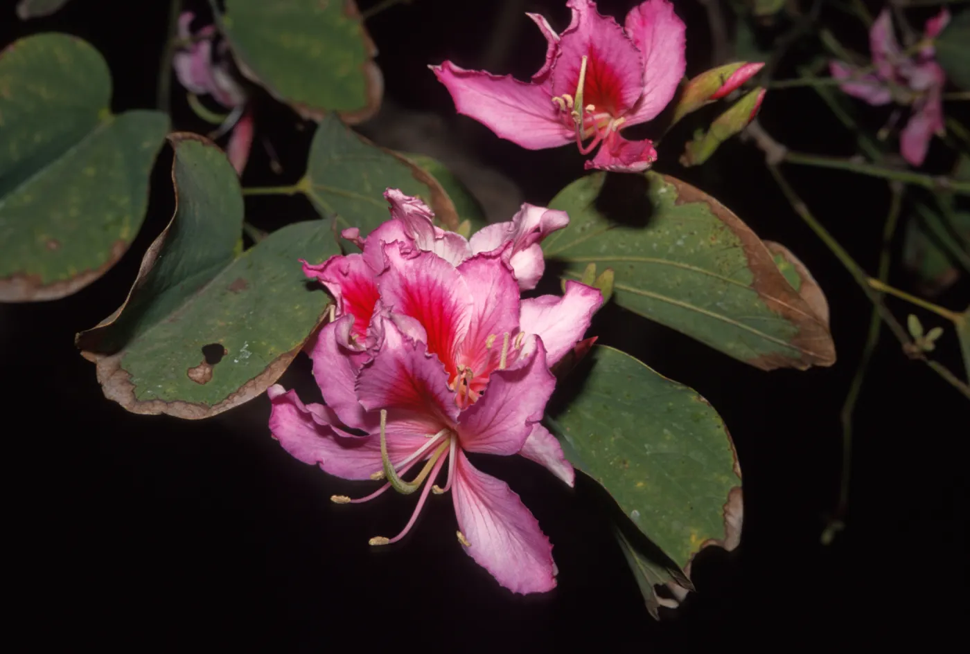 Bauhinia variegata