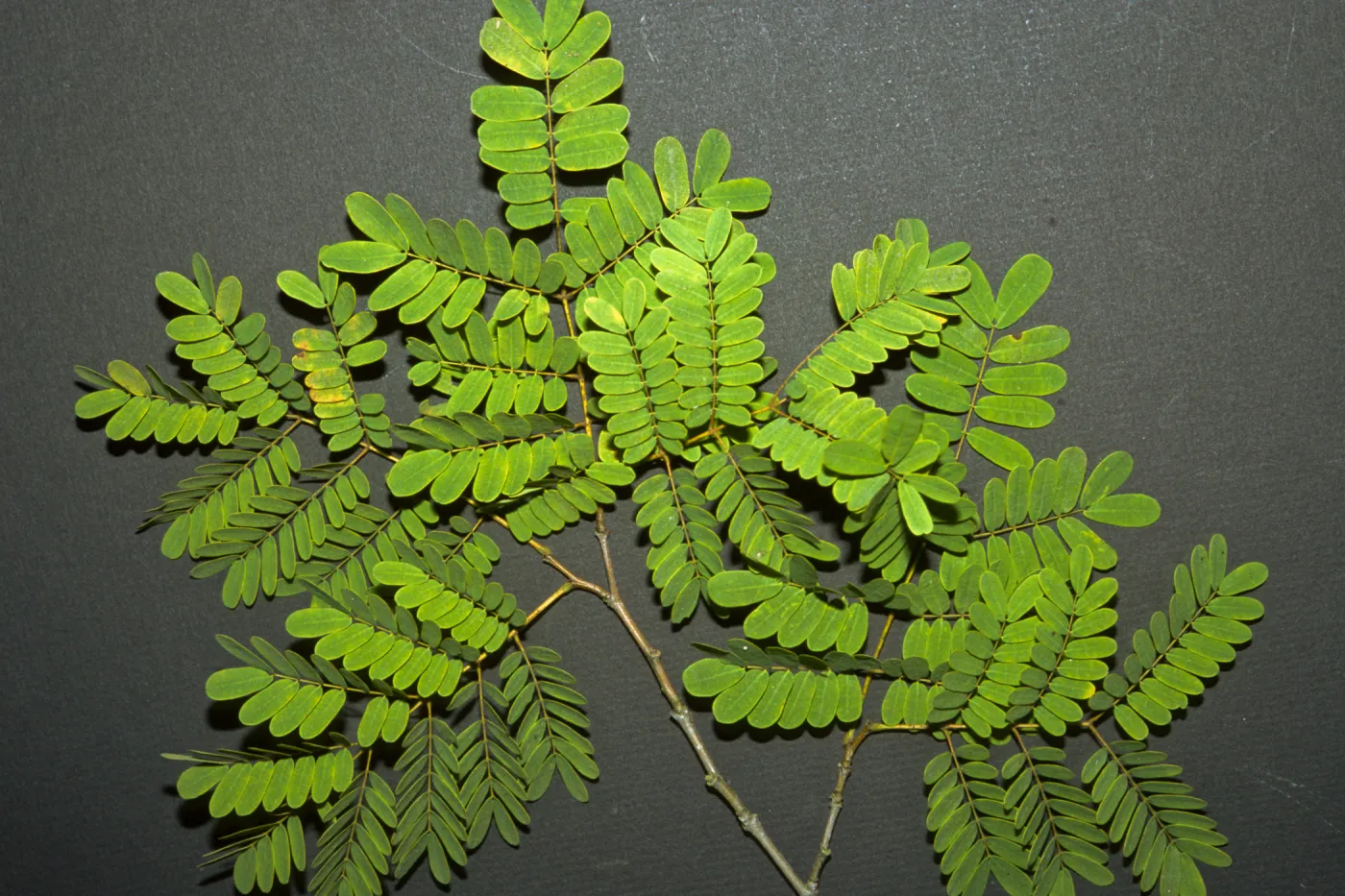 Caesalpinia peltophoroides