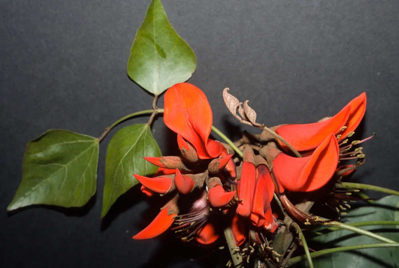 Erythrina caffra