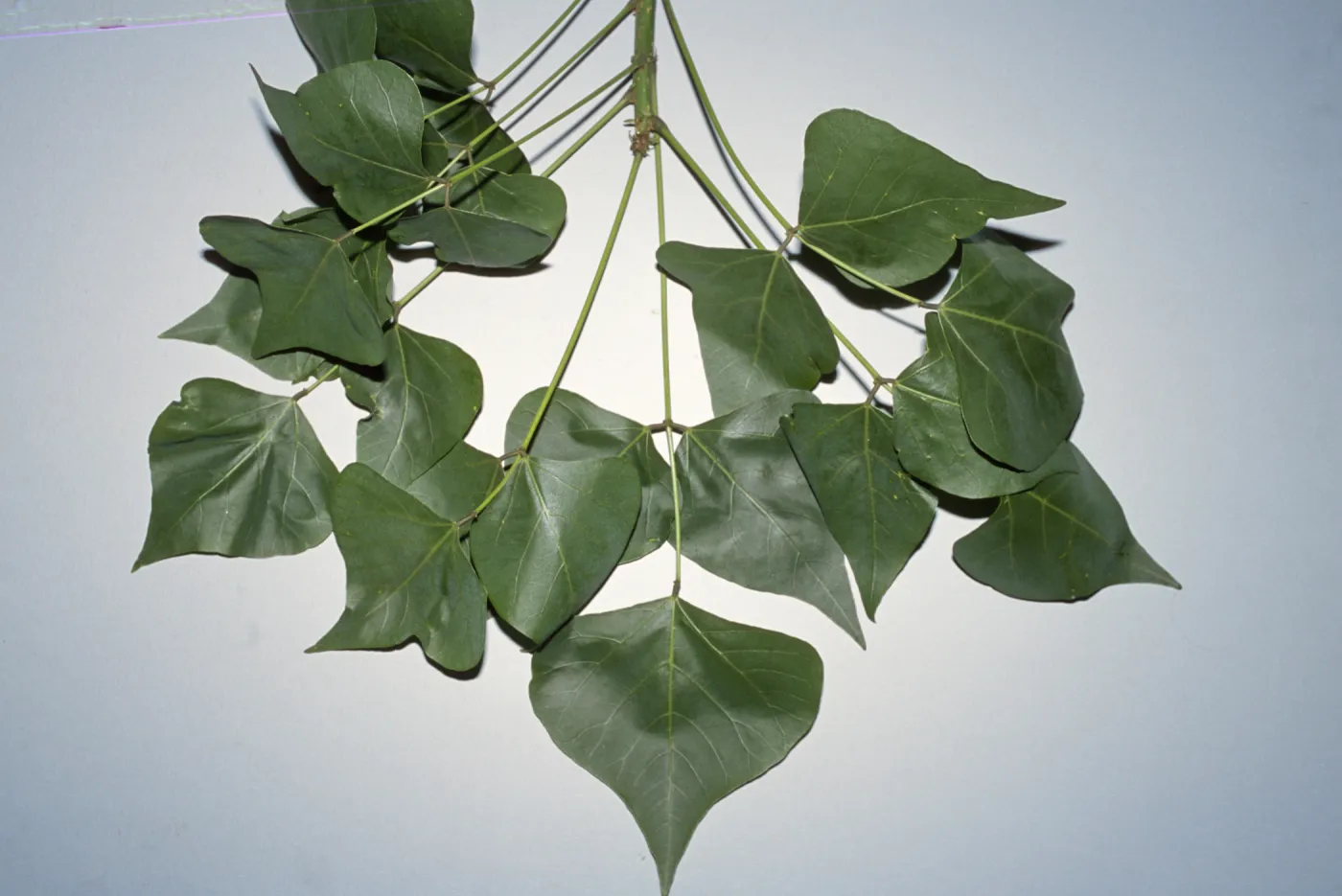 Erythrina coralloides