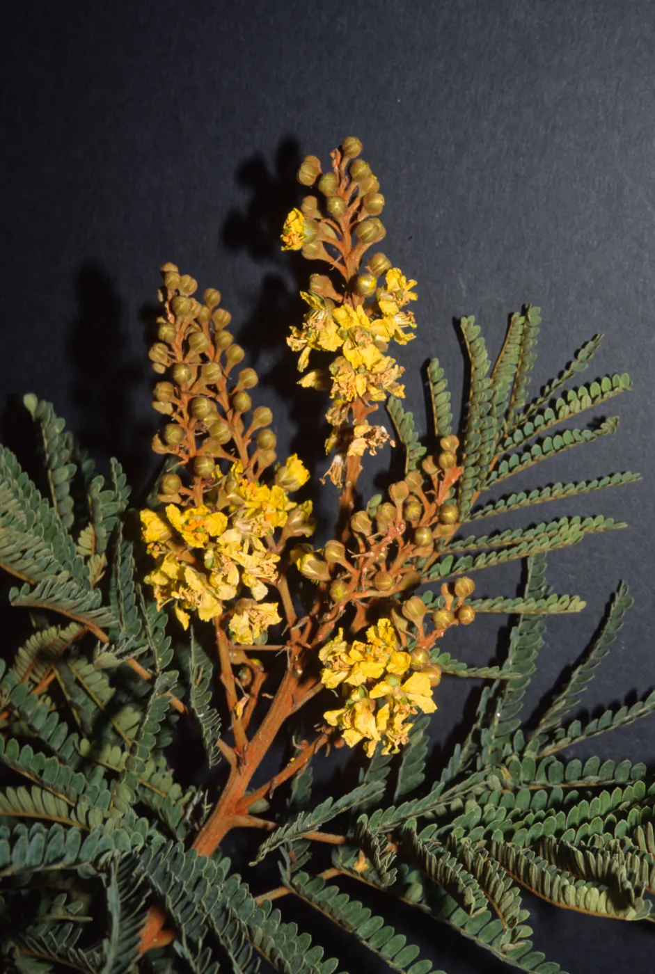 Peltophorum africanum