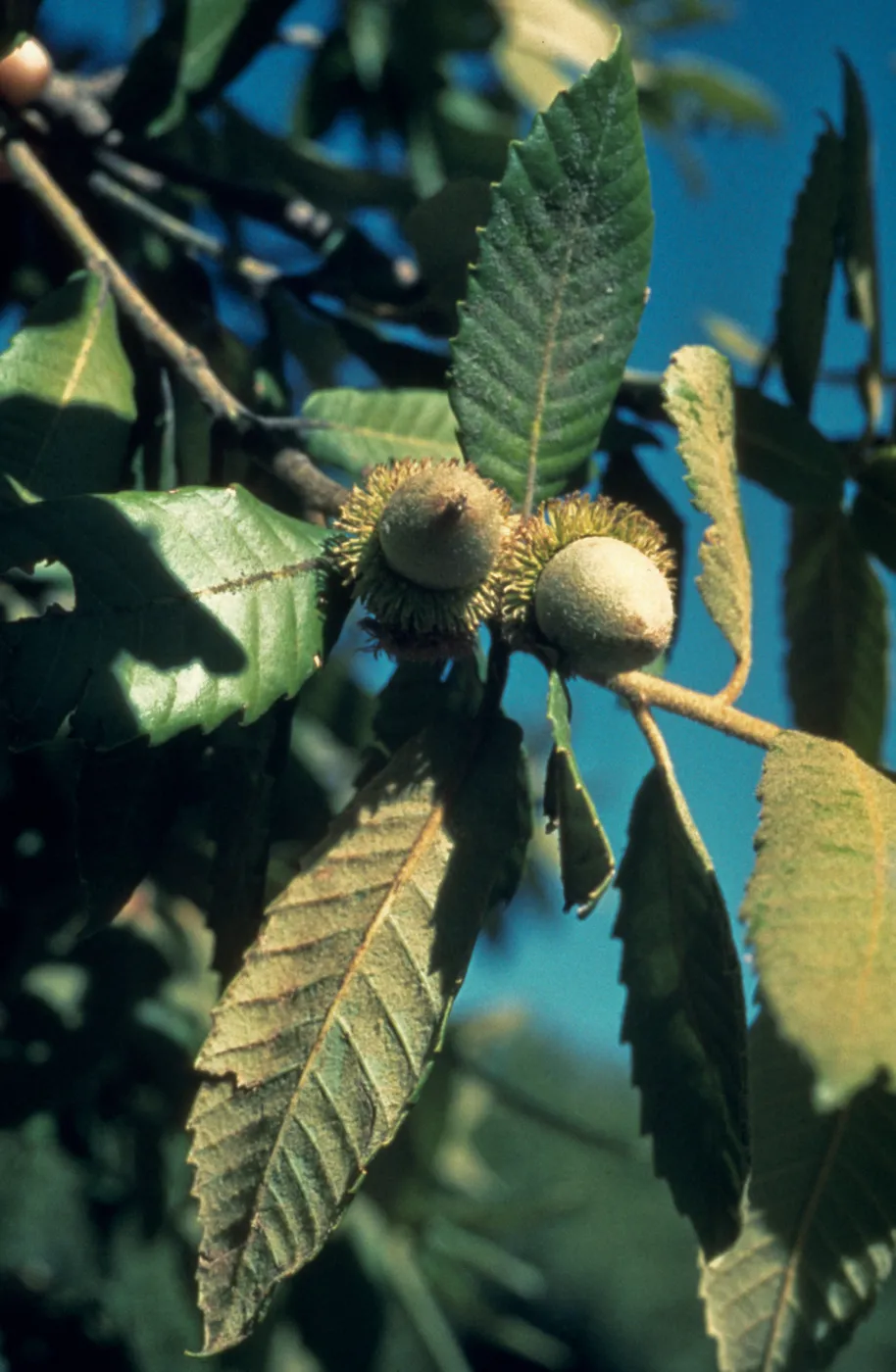 Lithocarpus densiflorus