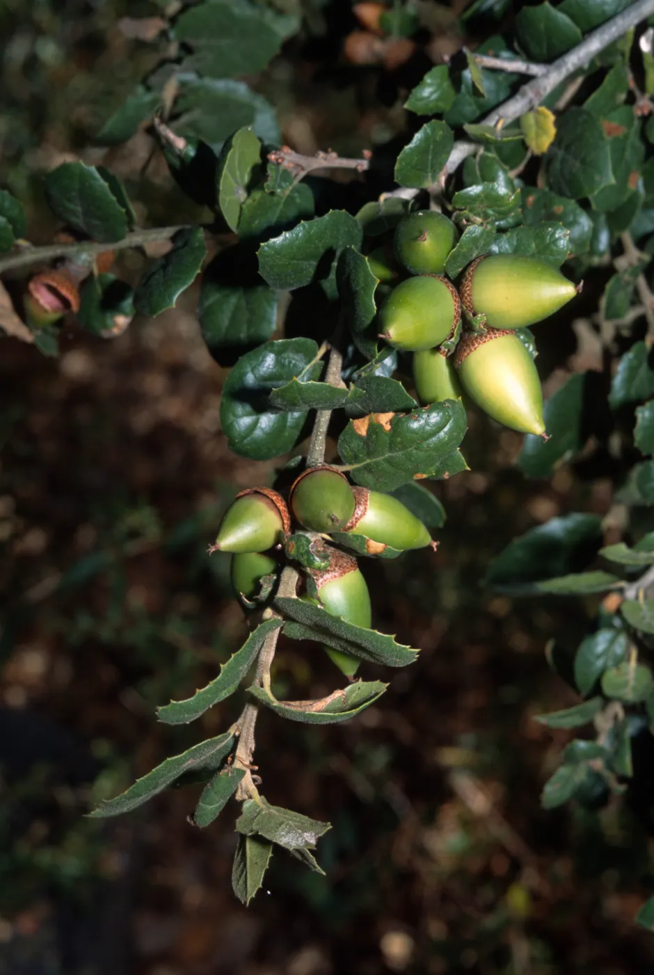 Quercus agrifolia (Coastal Live Oak)