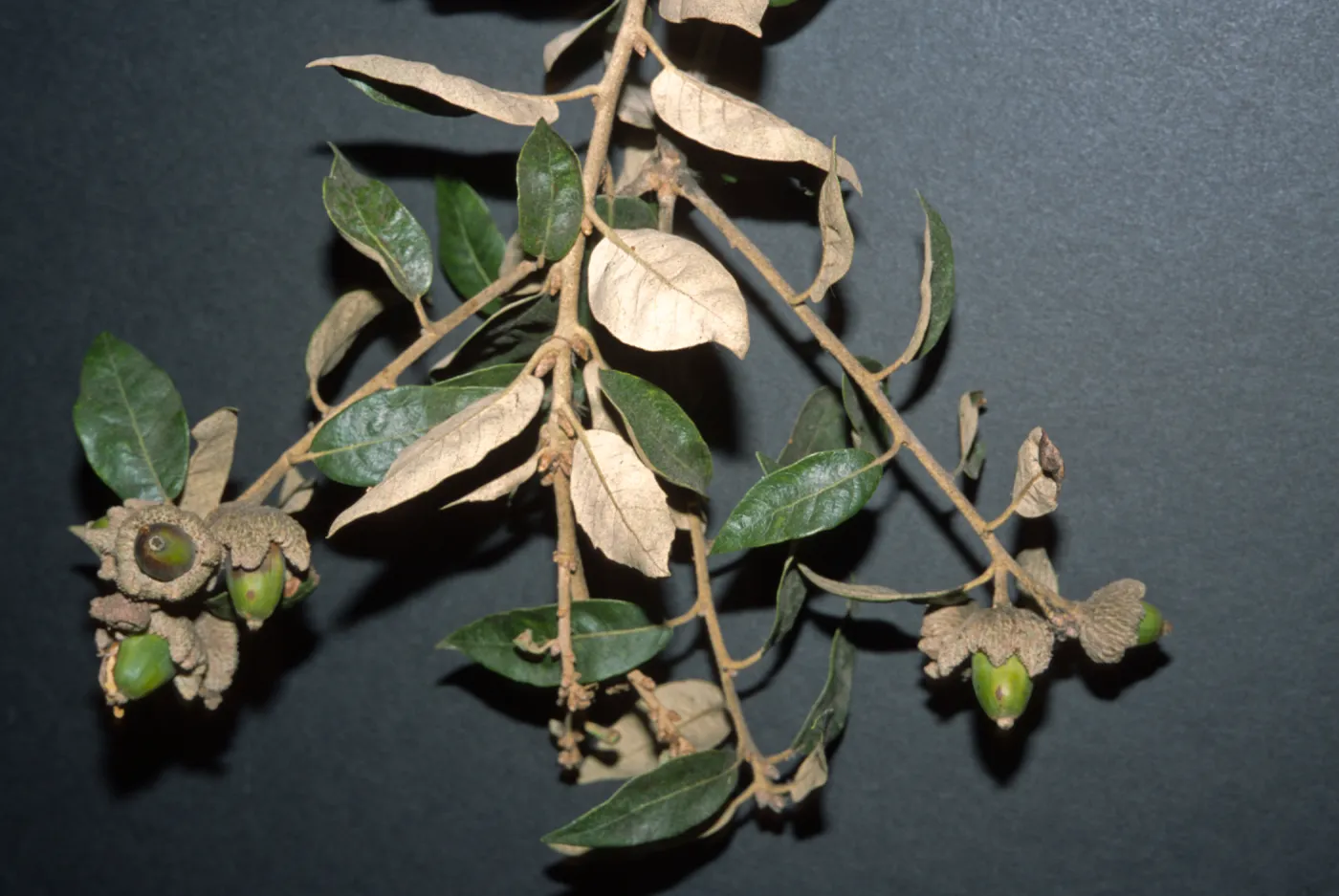 Quercus ilex
