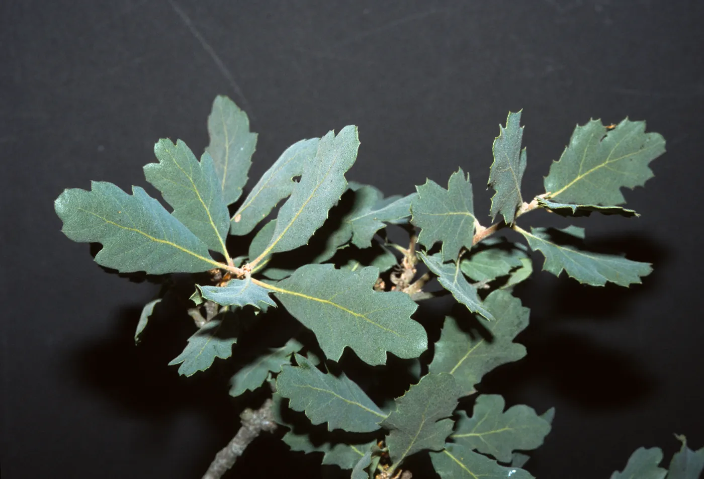 Quercus x kinseliae