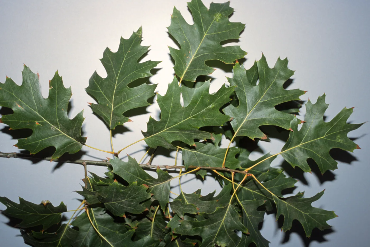 Quercus rubra