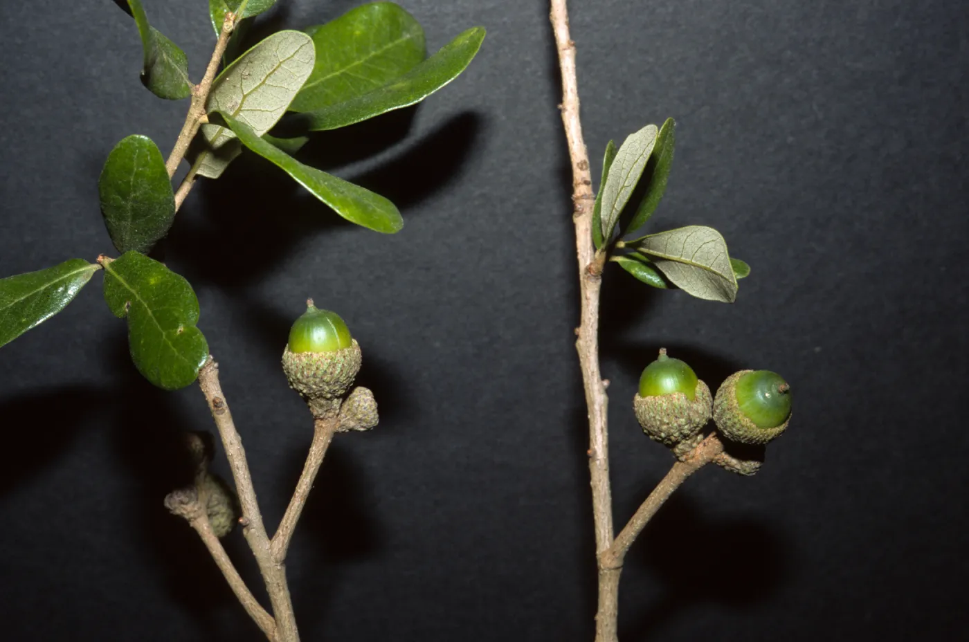 Quercus virginia