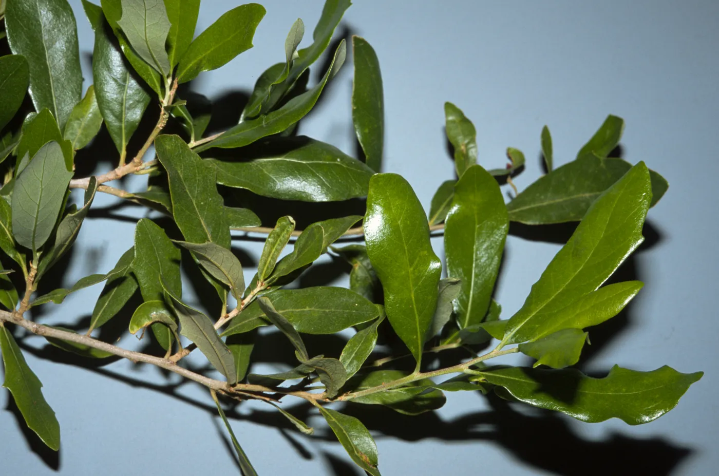 Quercus virginiana