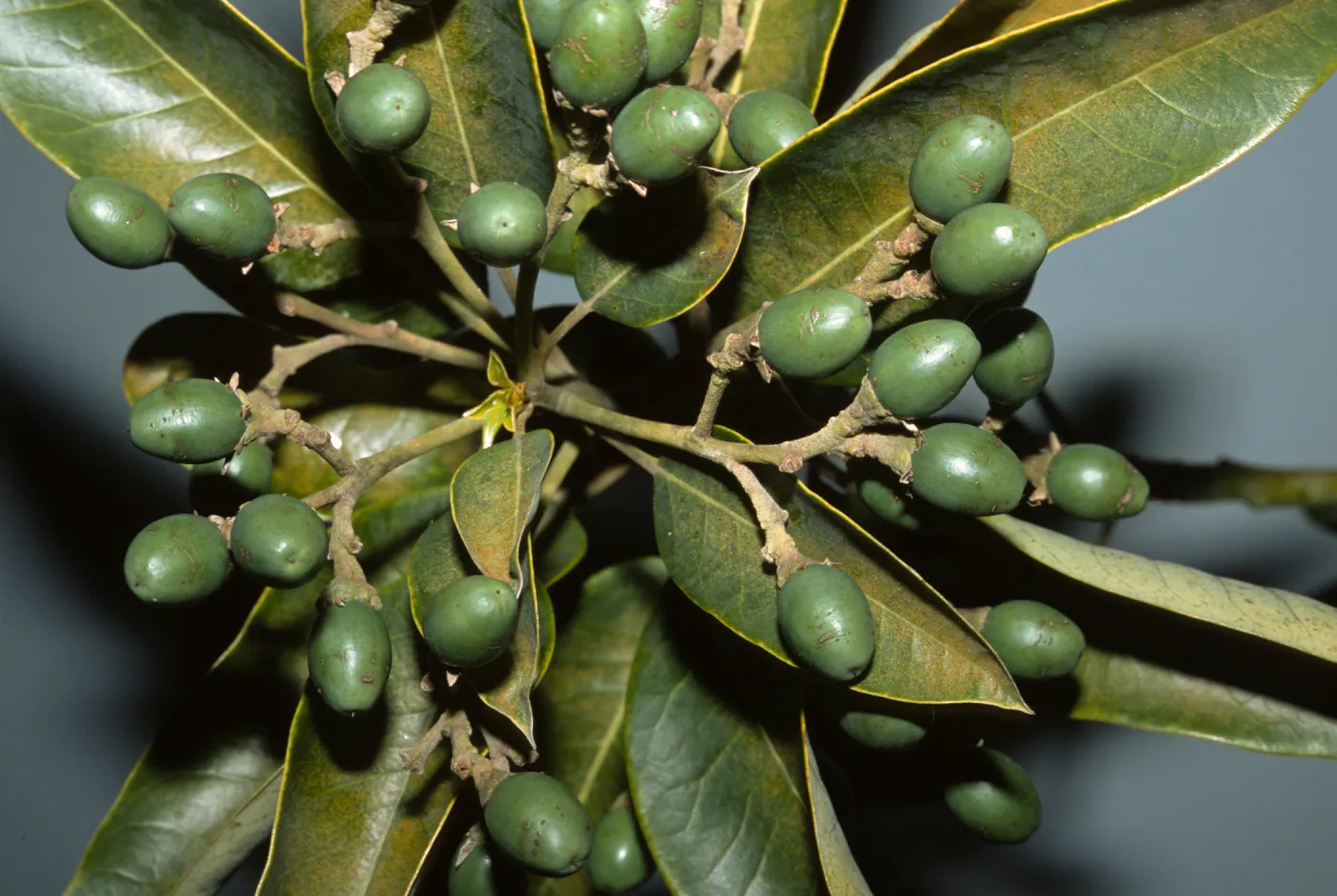 Persea indica