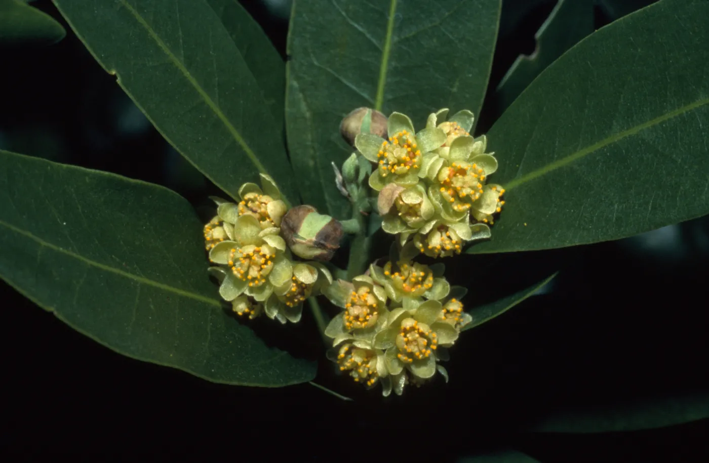 Umbellularia californica