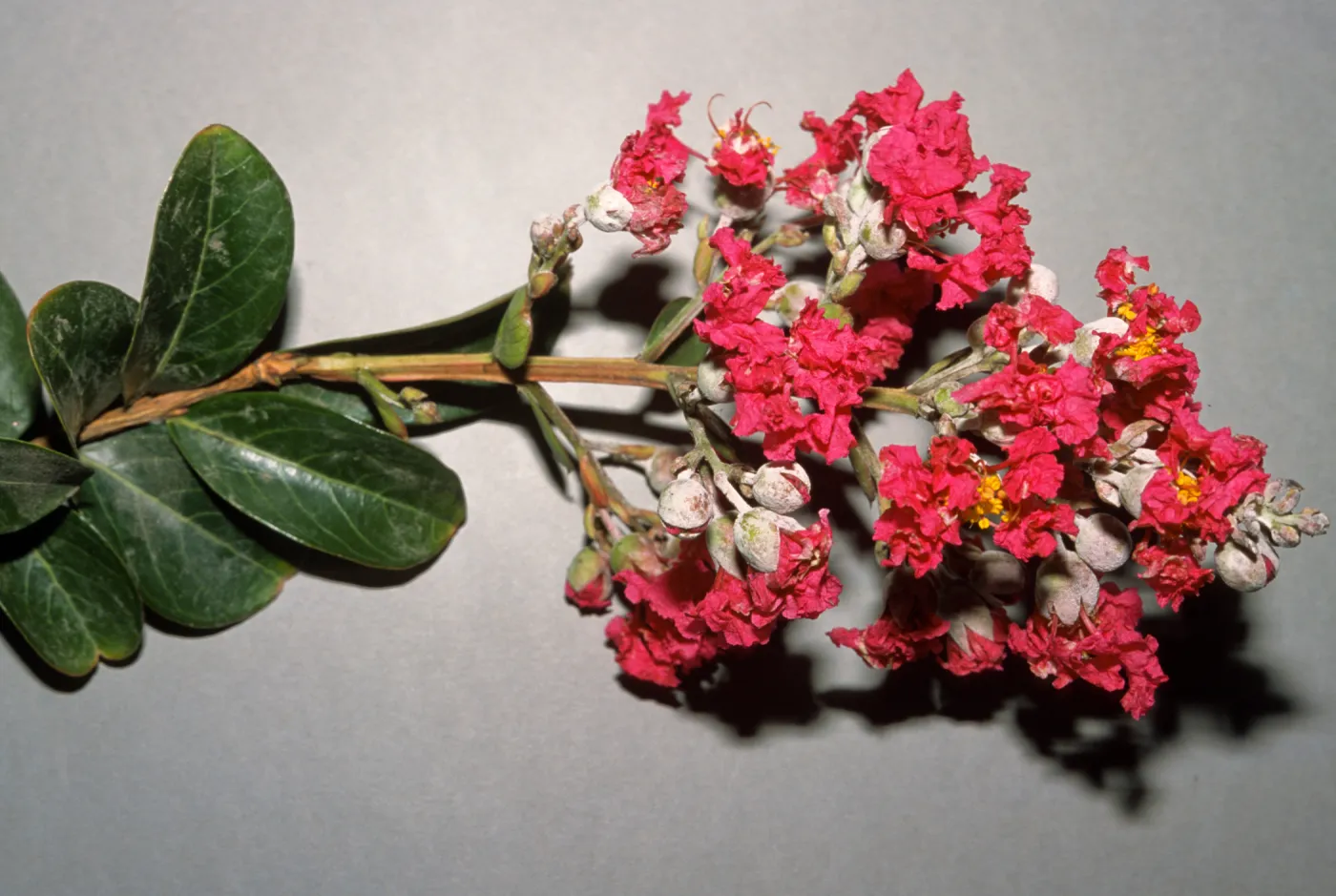 Lagerstroemia indica