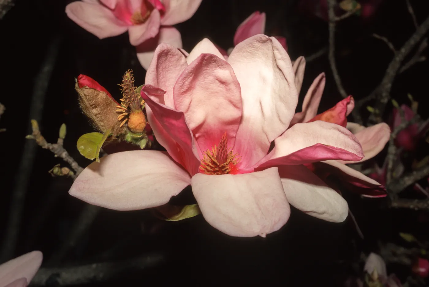 Magnolia x soulangiana