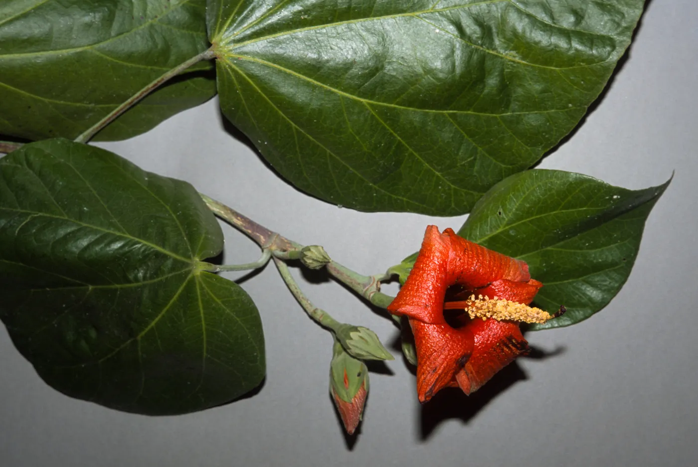Hibiscus elatus