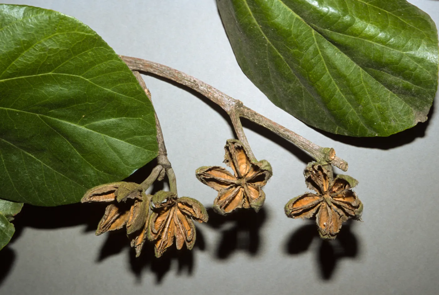 Hibiscus elatus