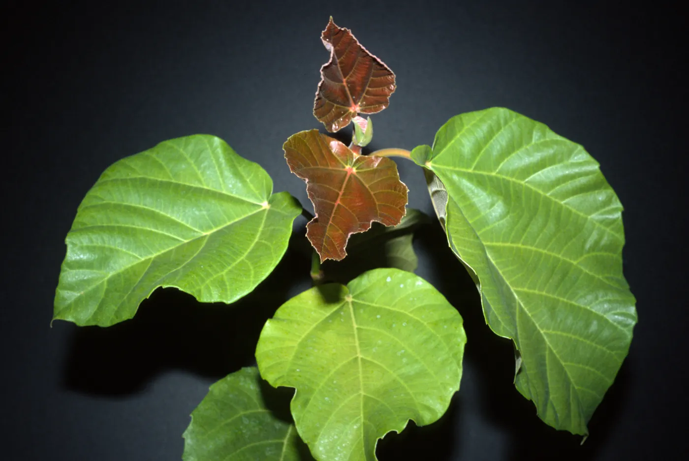 Ficus auriculata