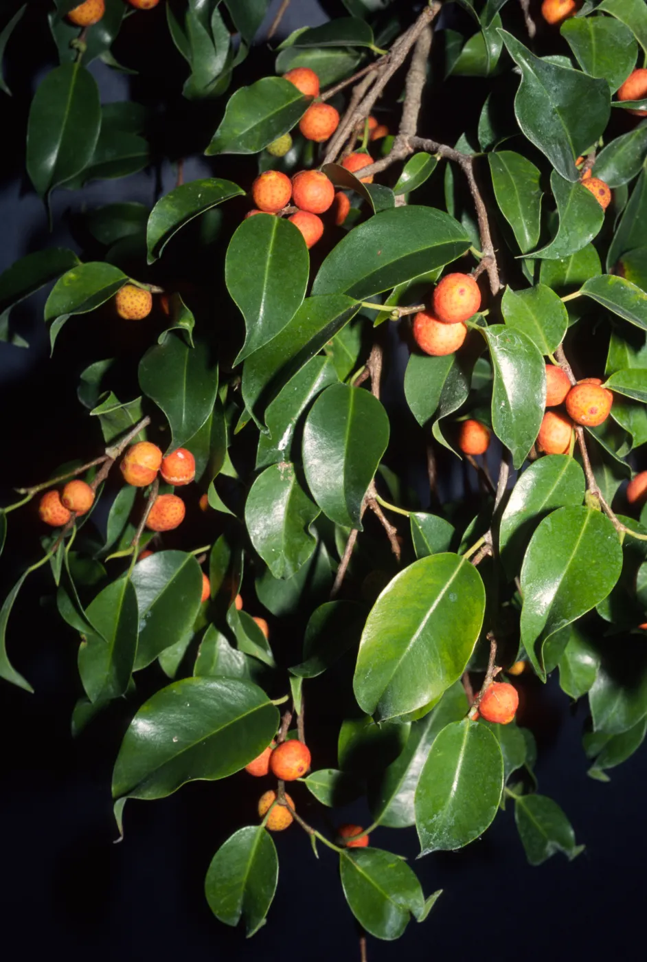 Ficus benjamina